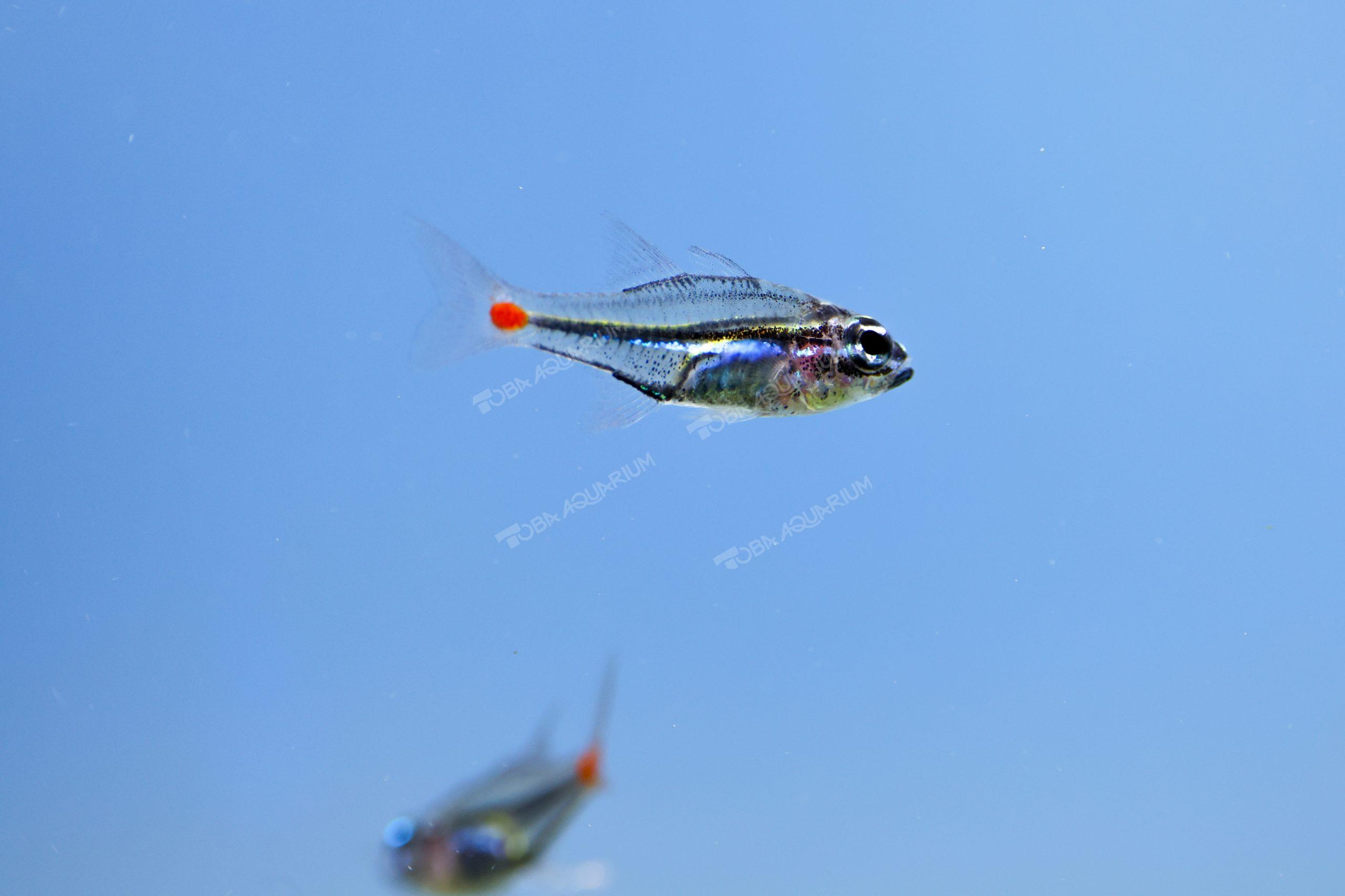 ネオンテンジクダイ - 生きもの図鑑 鳥羽水族館